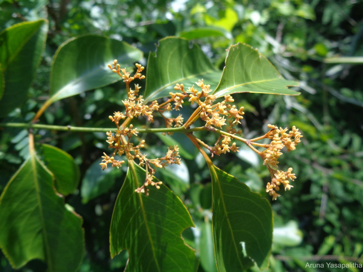 Reissantia indica (Willd.) N.Hallé